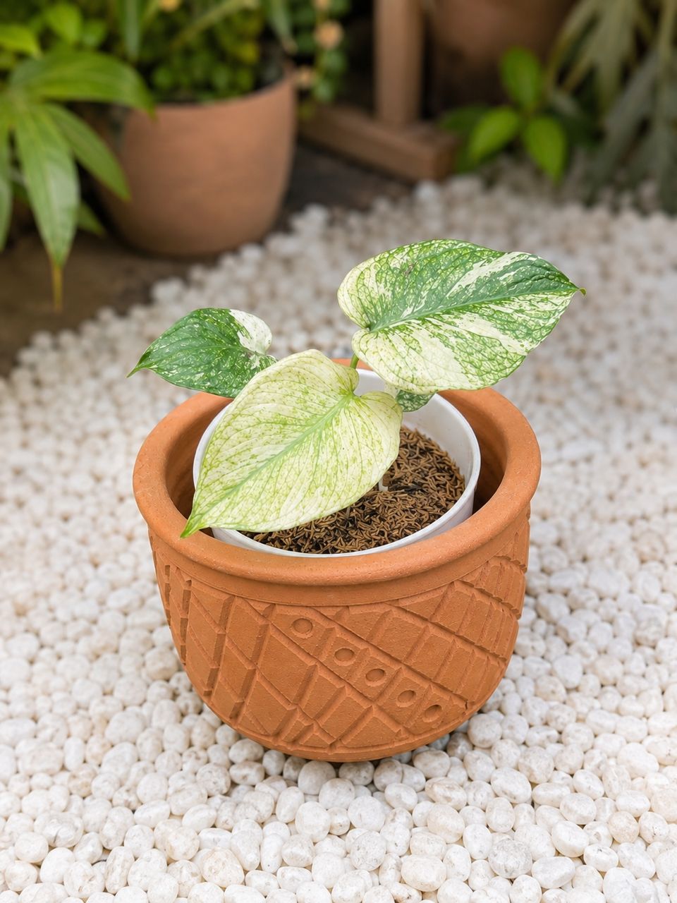 Monstera Deliciosa Mint
