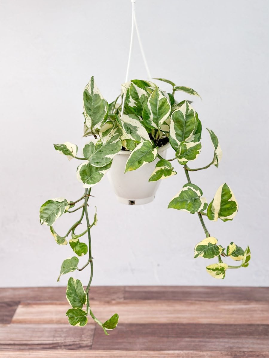 Hanging N'Joy Pothos