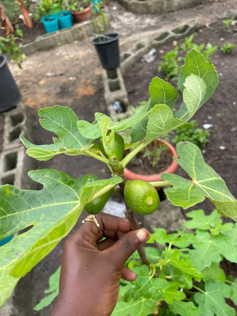Fig Plant (Ficus carica)