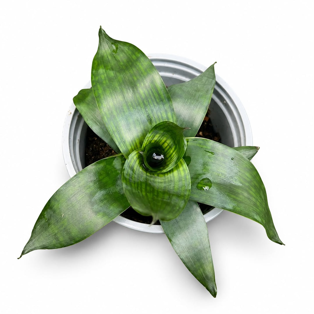 Bromeliads Forest Mix