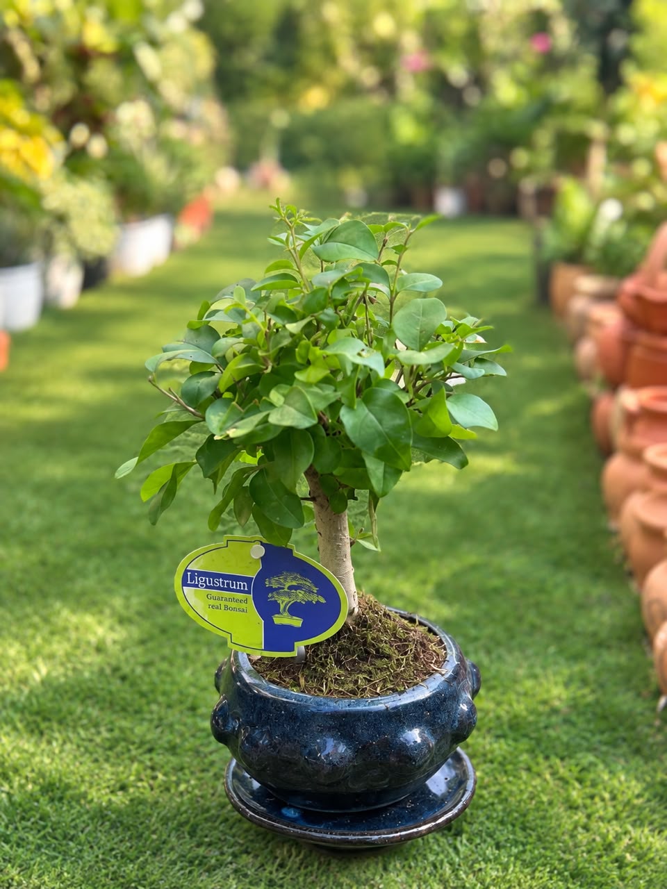 Chinese Privet Bonsai(Ligustrum sinense)