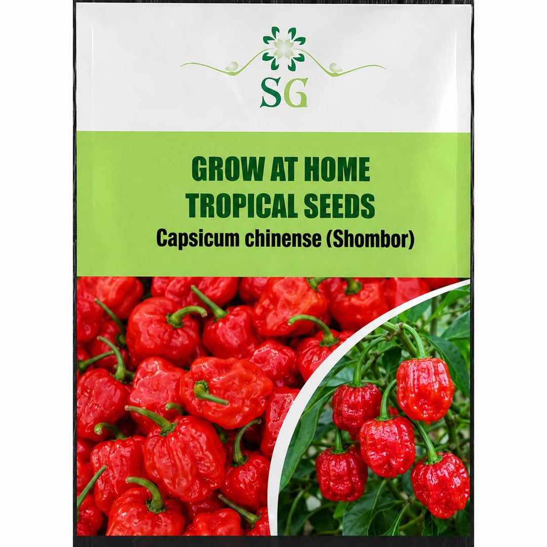 SG(Capsicum Chinese)Shombor 16g