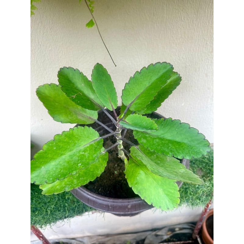 Plants