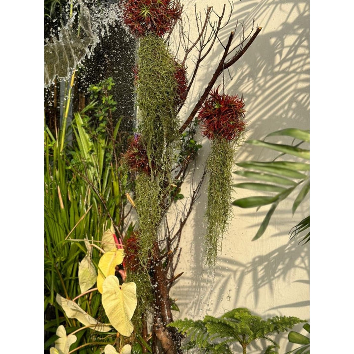Tillandsia (Air Plant)