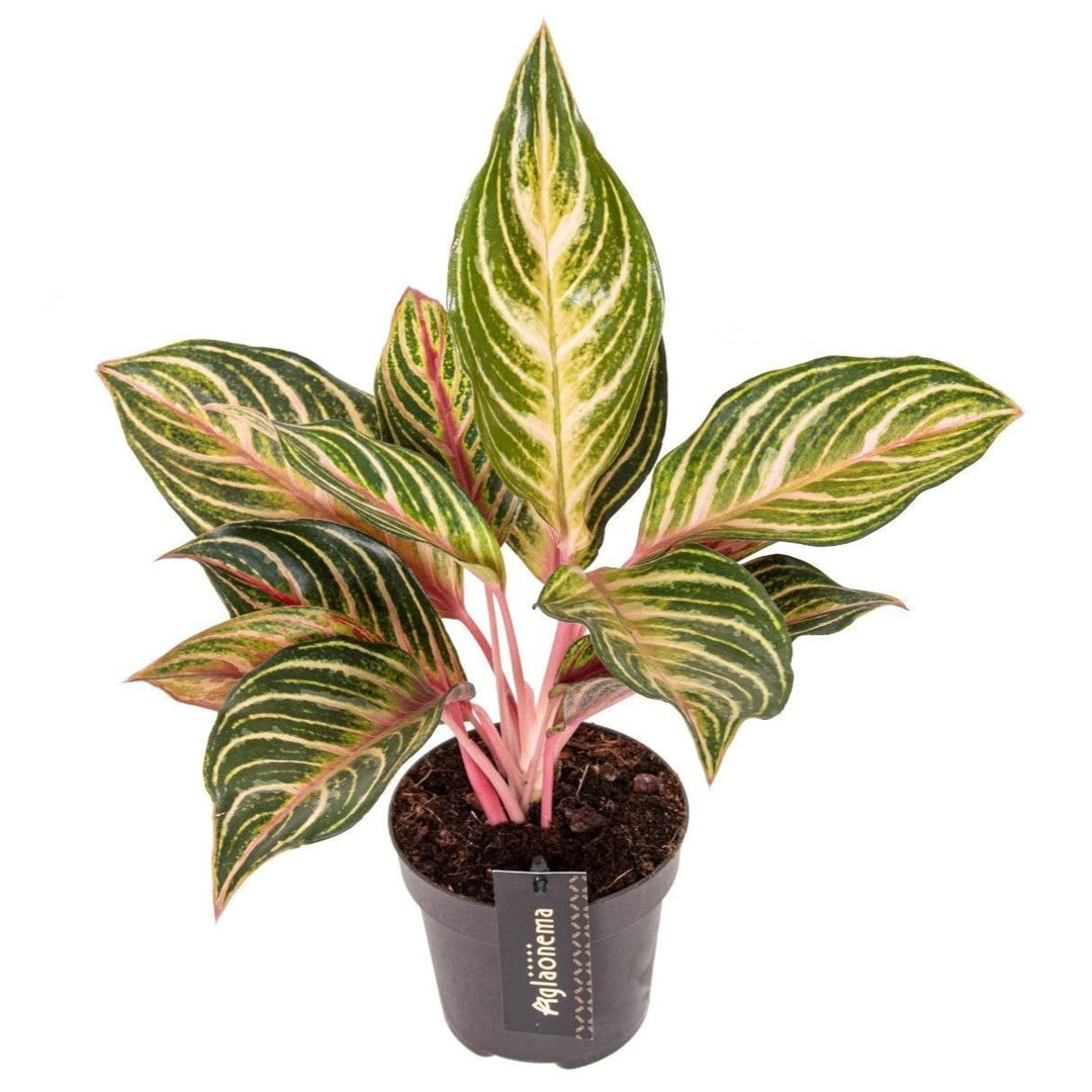 Aglaonema 'Dream Catcher'