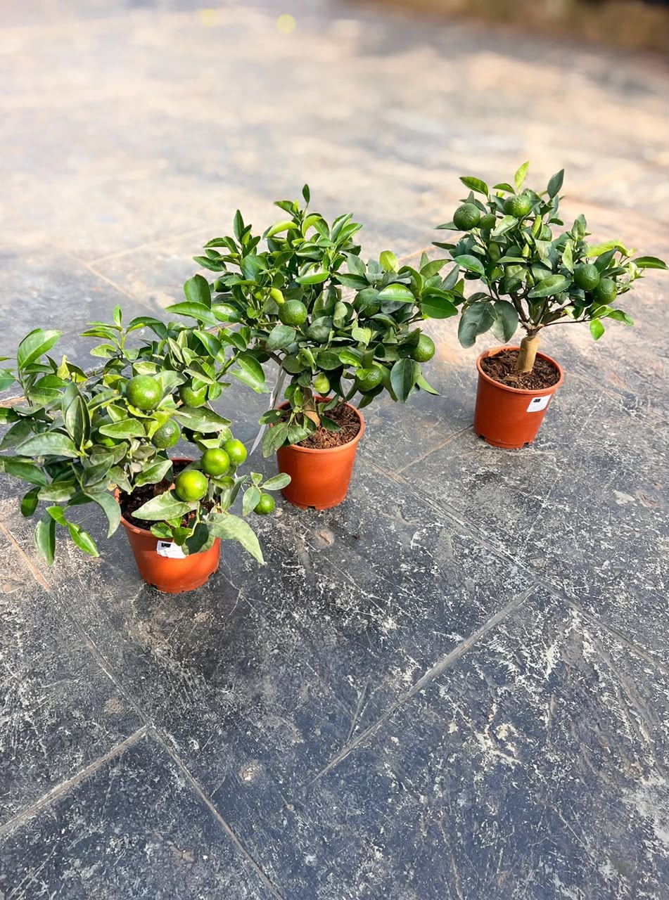 Mandarin Orange Tree (Citrus Reticulata) 35cm – Savvy Gardens Centre