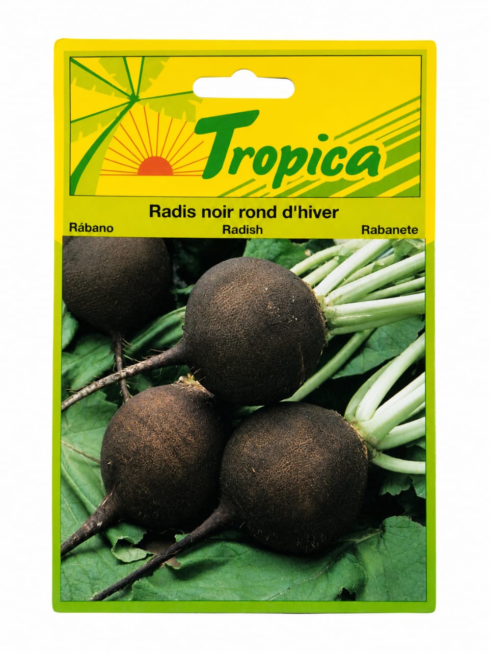Black Winter Radish(Radis Noir Rond d‘Hiver)