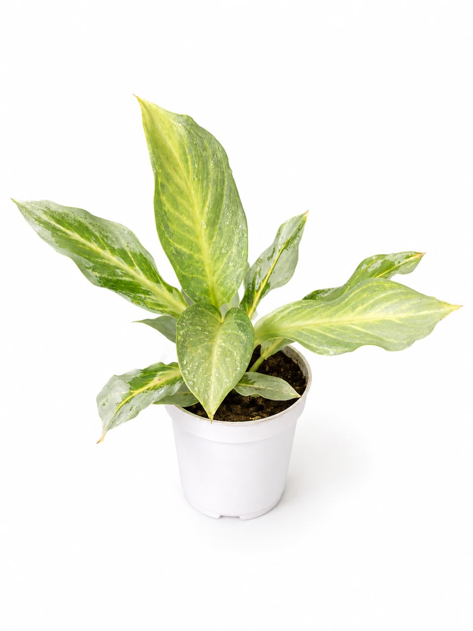 Aglaonema 'Aqua Green'