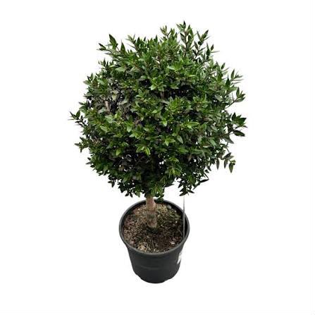 Myrtus Communis