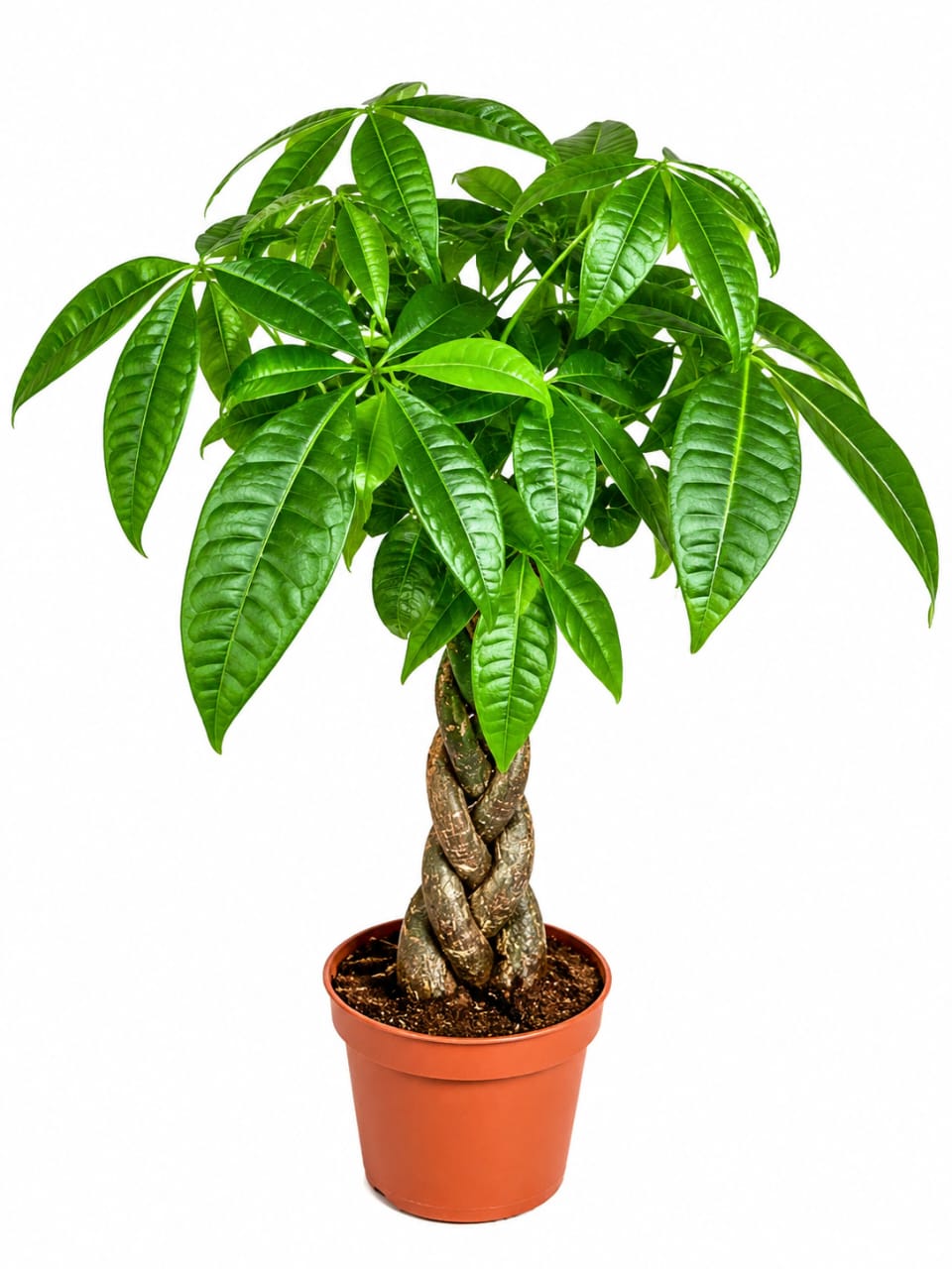 Pachira aquatica(Money Tree) 16cm