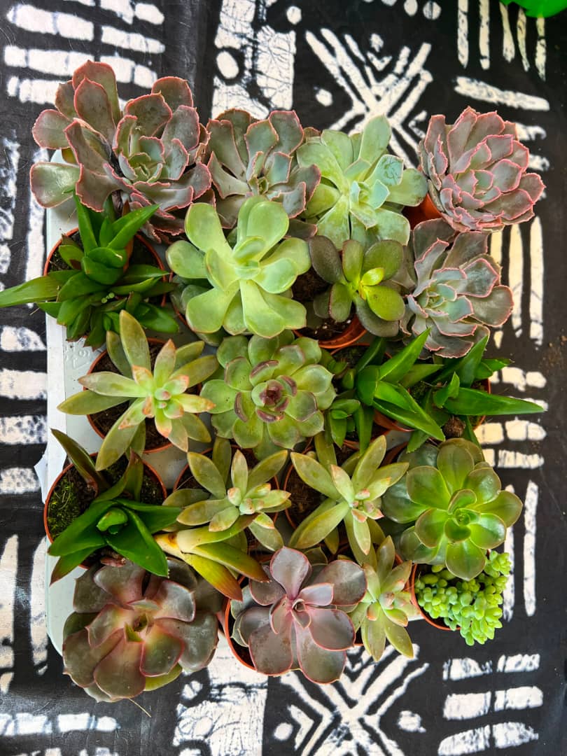 Echiveria succulent mix 10cm (sold individually)