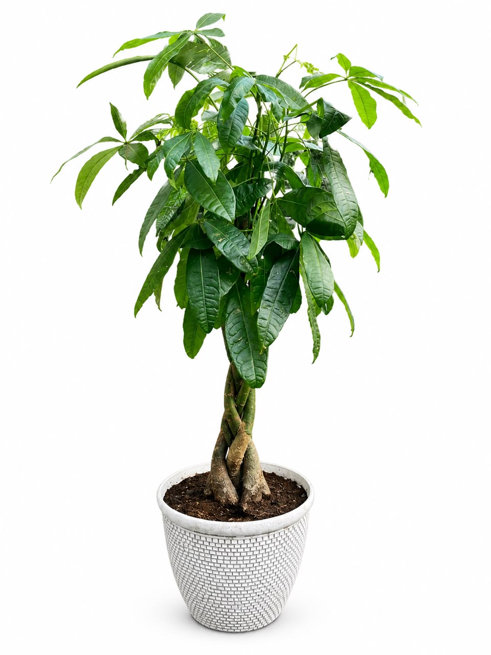 Pachira Aquatica