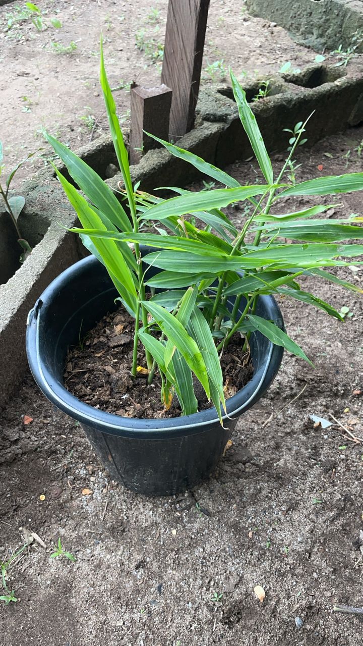 Potted Ginger