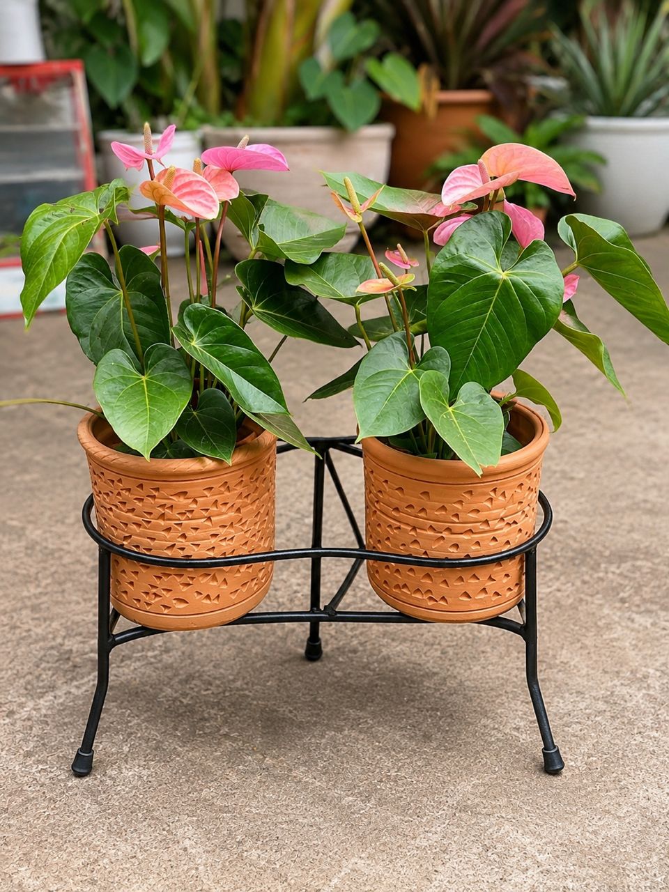 Anthurium Cavalli