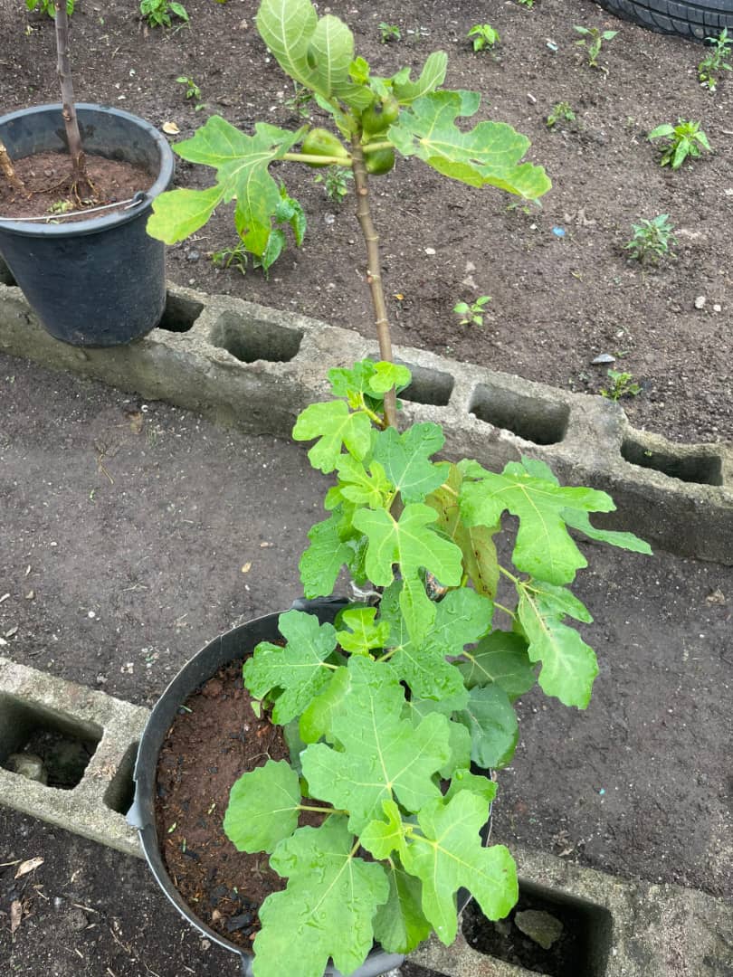 Fig Plant (Ficus carica)