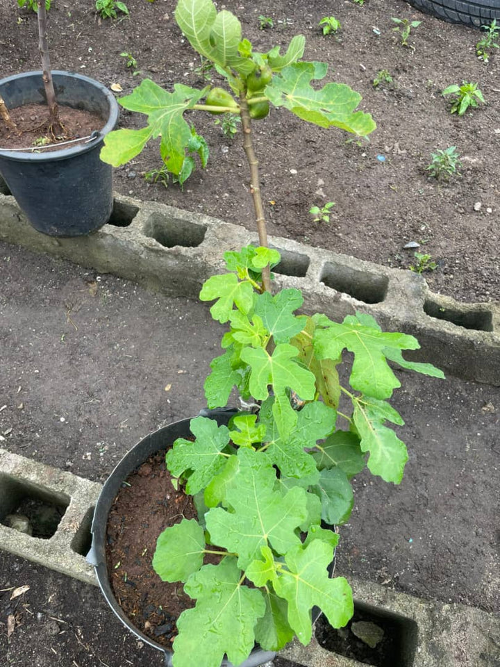 Fig Plant (Ficus carica)