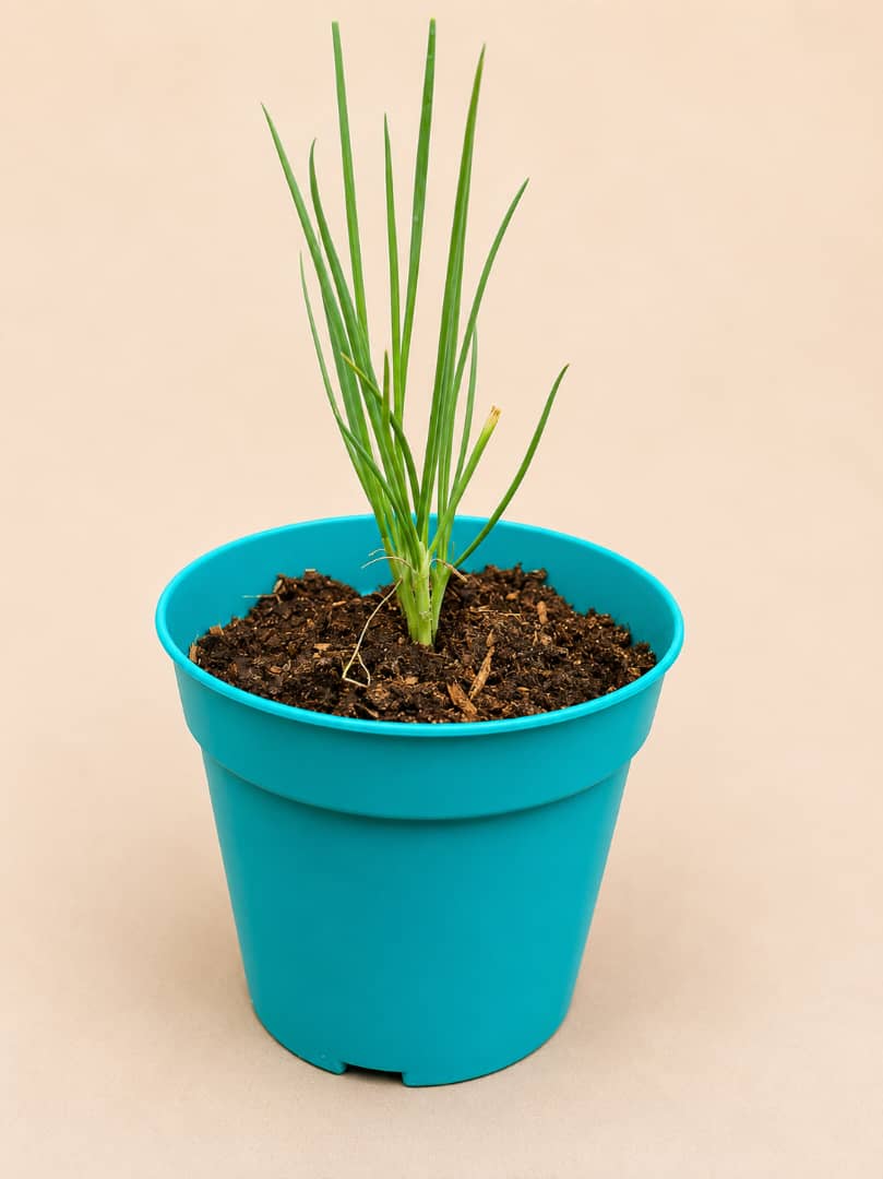 Spring Onion(Green Onion)