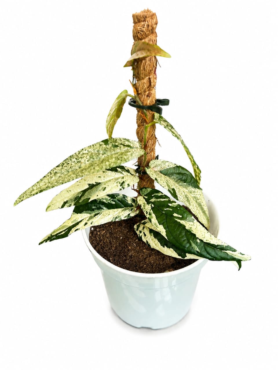 Ficus Sagitta 'Variegata Pink'