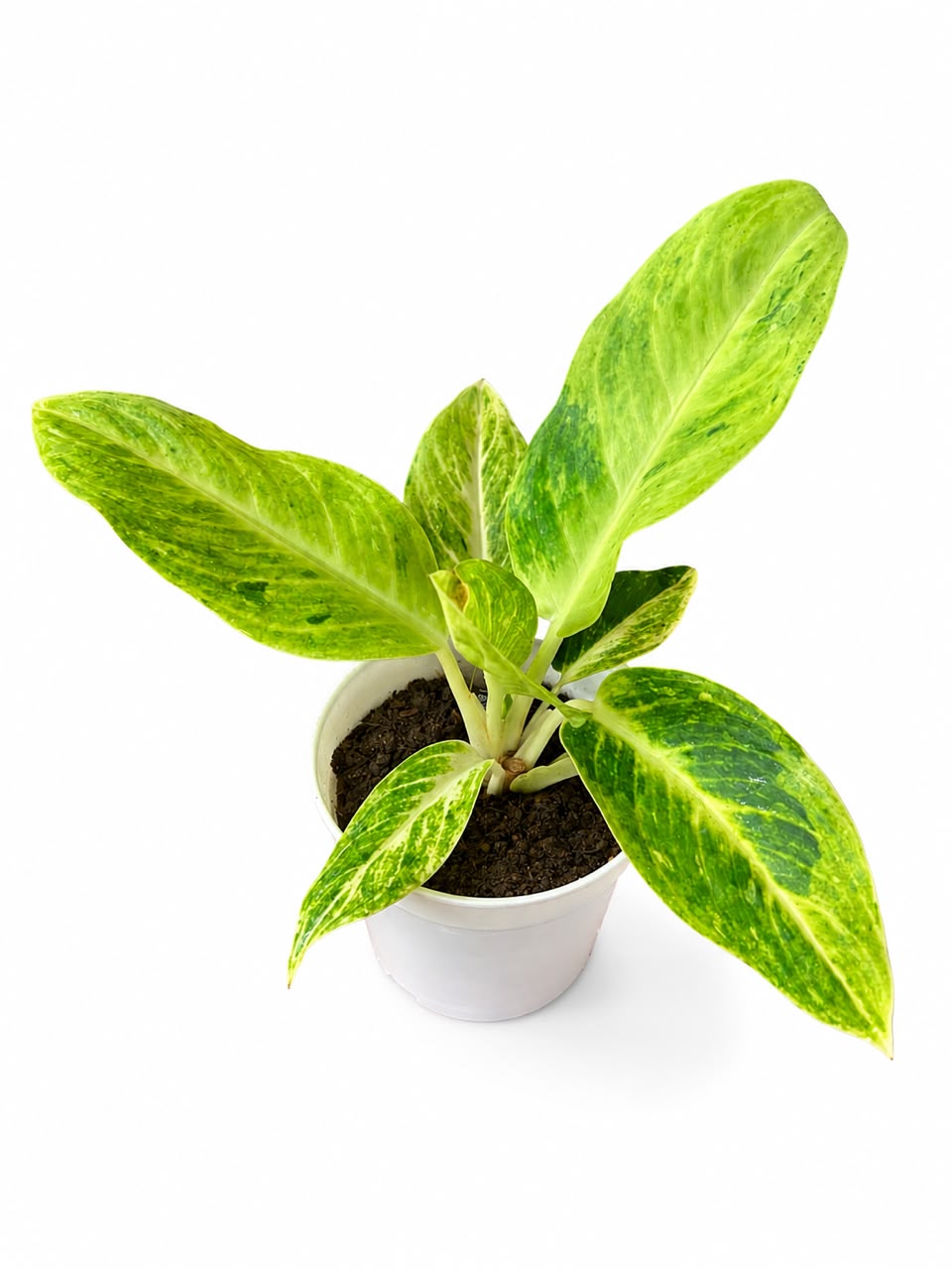 Aglaonema Citronelle