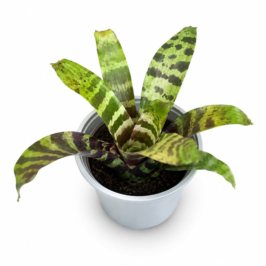 Bromeliads Forest Mix