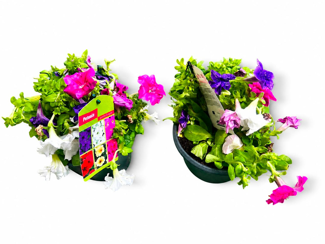 petunias