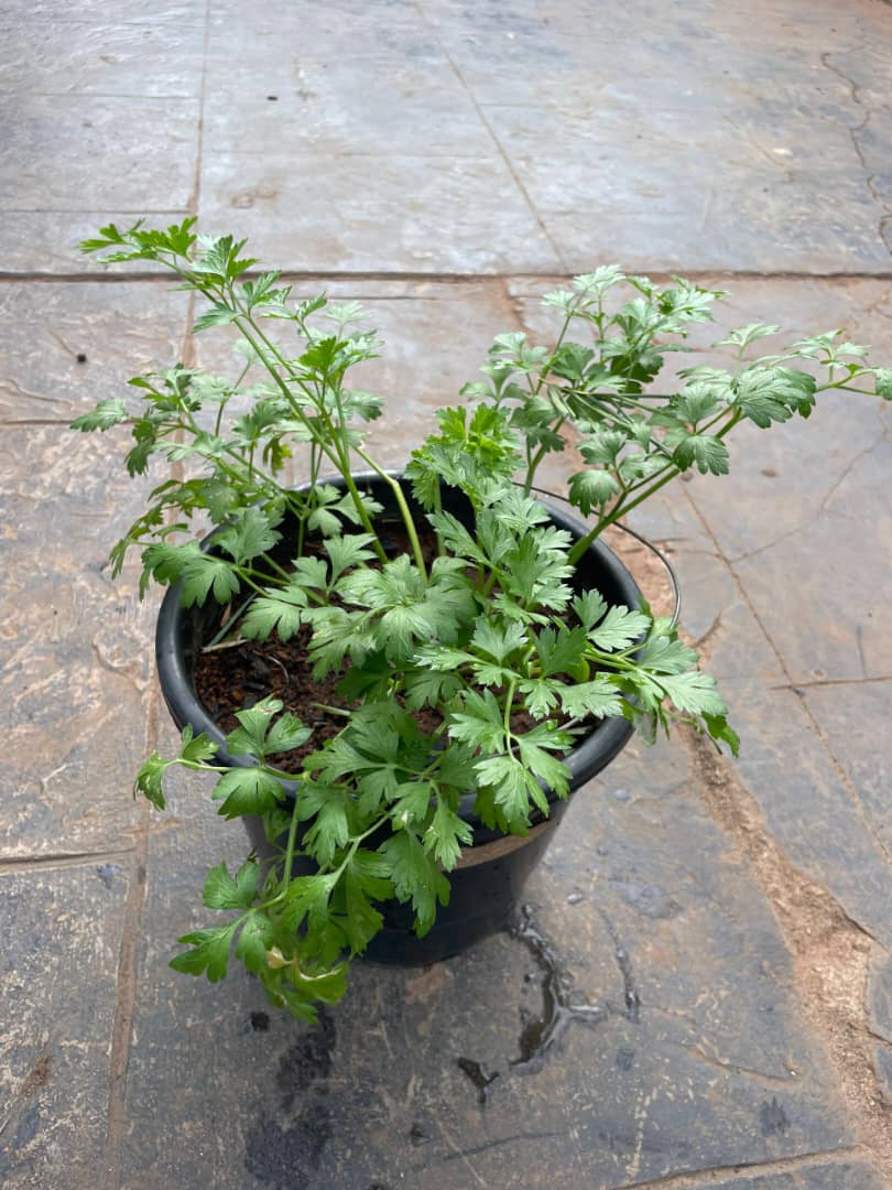 Potted Parsley