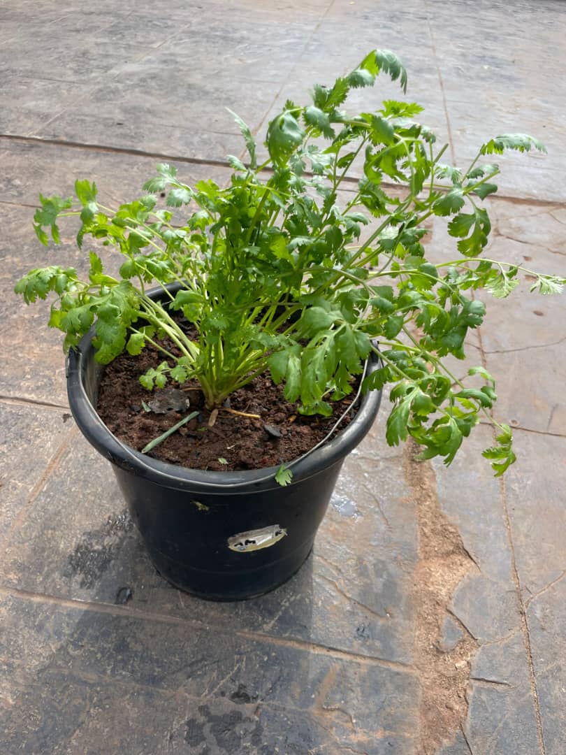 Coriander Mature