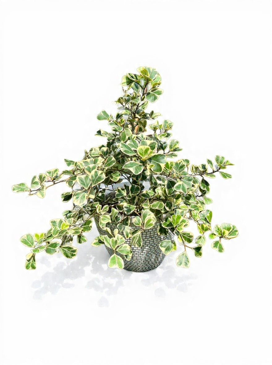 Ficus Variegated Triangle Fig