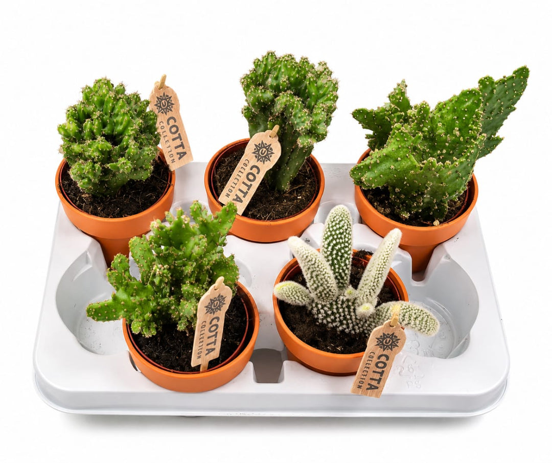 Mixed Cactus Selection 10cm