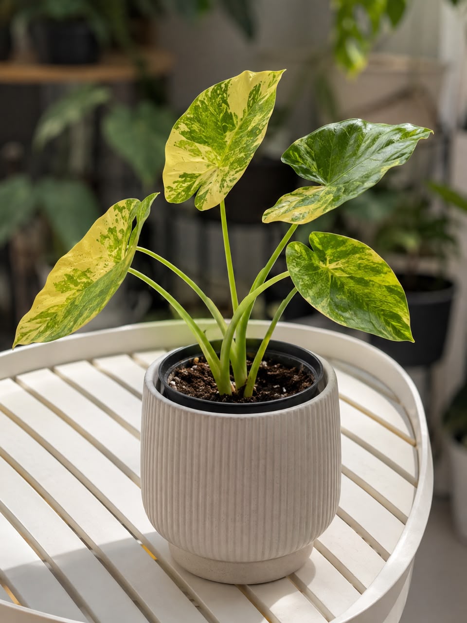 Alocasia odora 'Variegata'