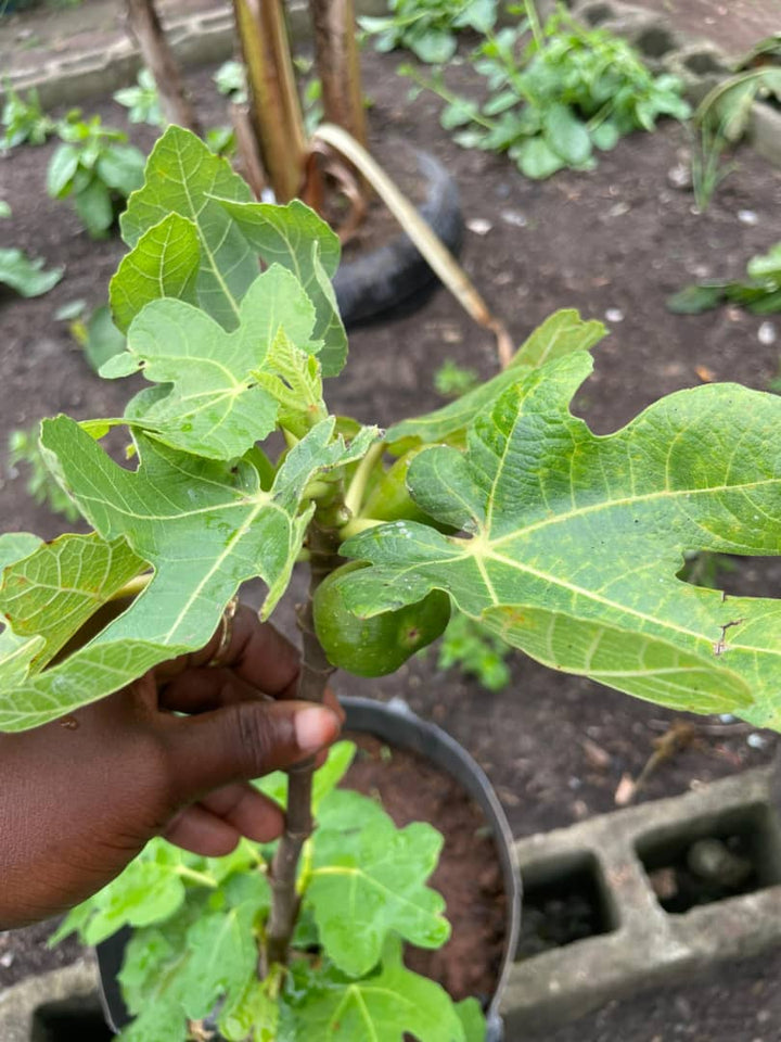 Fig Plant (Ficus carica)