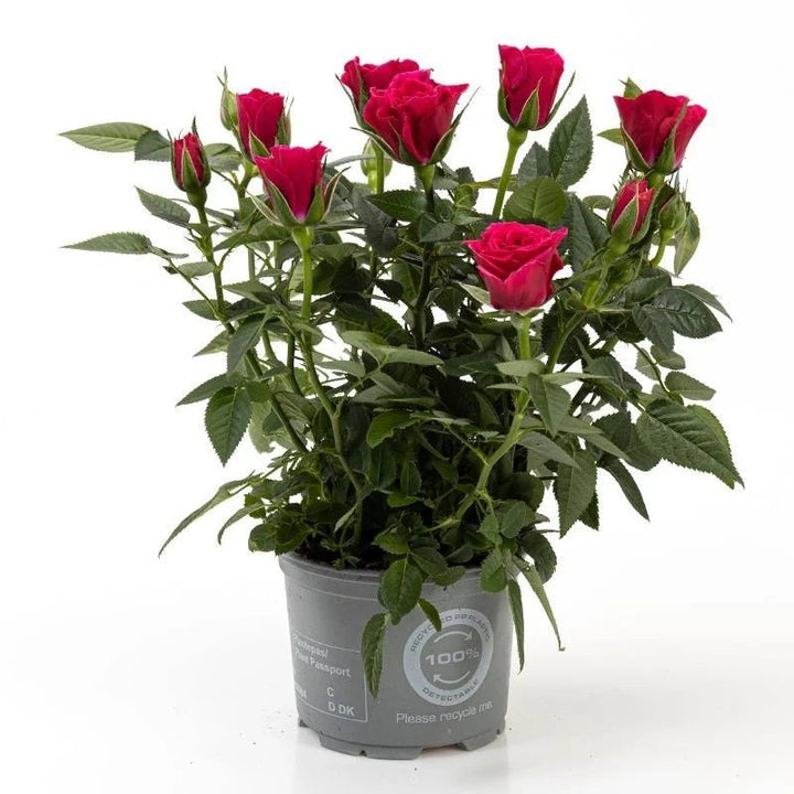 Rosa Kordana Grande - Savvy Gardens Centre