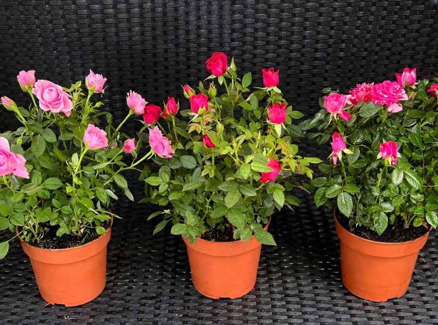 Rose Mix 32cm - Savvy Gardens Centre