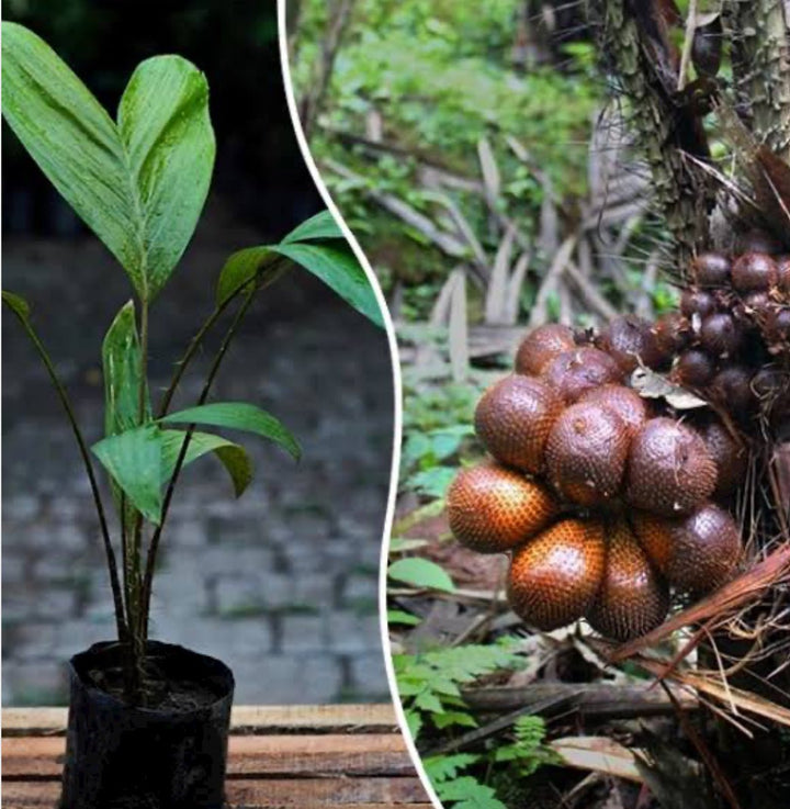 Salak Snake Fruit Palm Tree (Seedling) - Savvy Gardens Centre