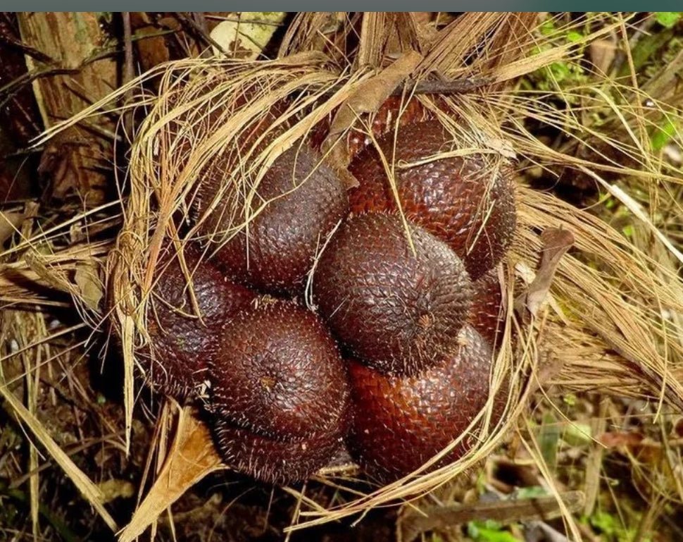 Salak Snake Fruit Palm Tree (Seedling) - Savvy Gardens Centre