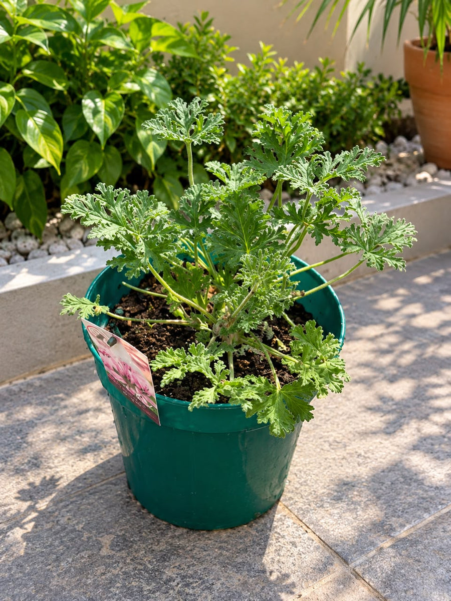 Scent Geranium - Savvy Gardens Centre