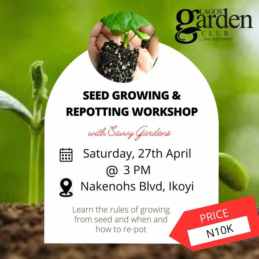 Seed Growing & Repotting Workshop - Savvy Gardens Centre