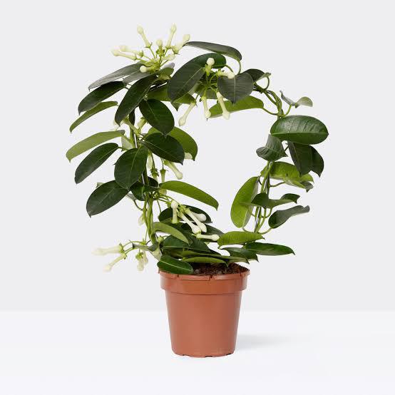 Stephanotis (Madagascar Jasmine) - Savvy Gardens Centre