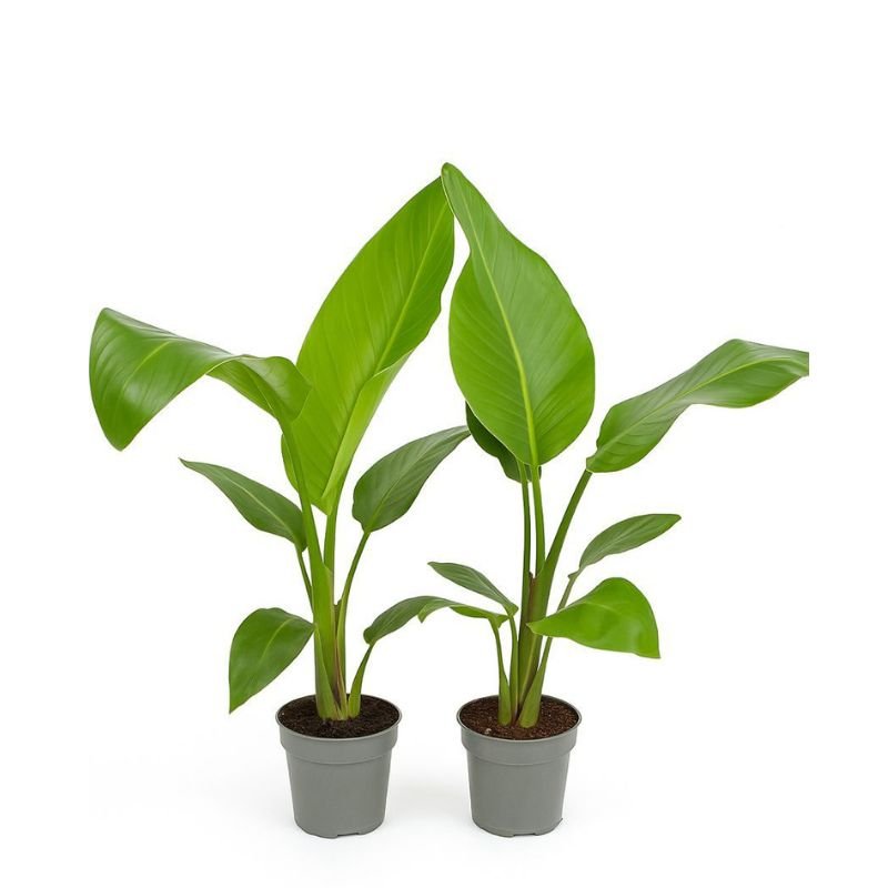 Strelitzia Nicolai - Savvy Gardens Centre