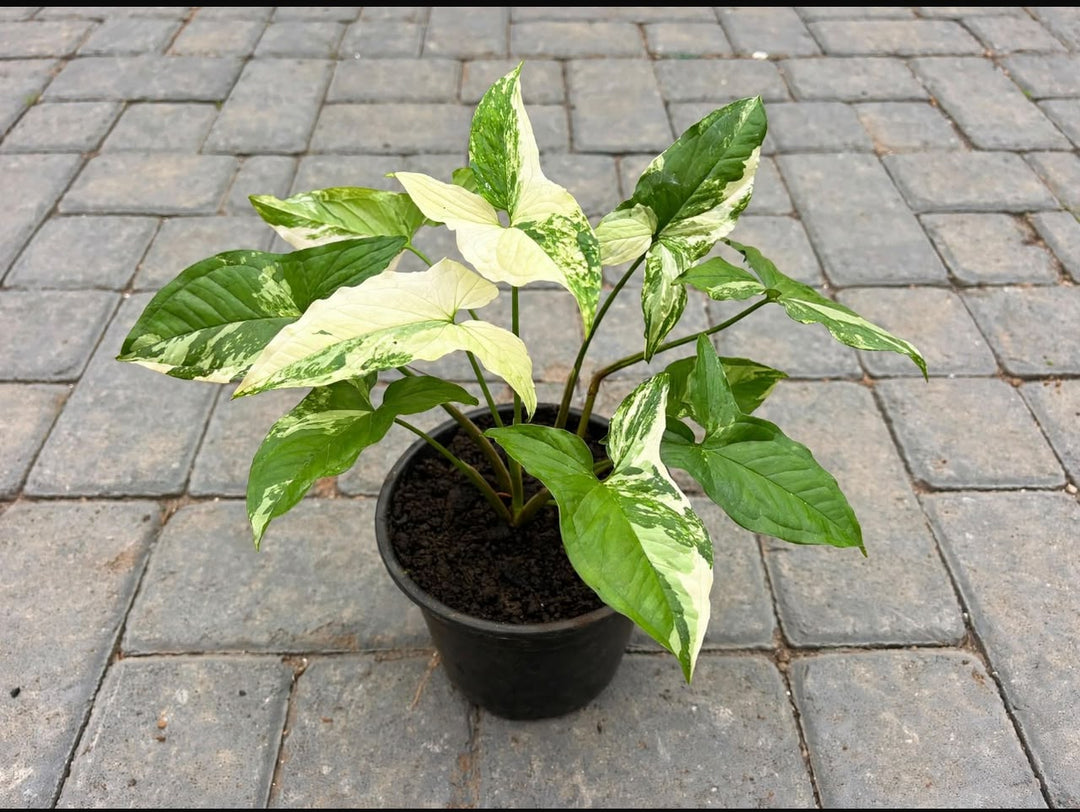Syngonium Podophyllum(Albo Variegated) - Savvy Gardens Centre
