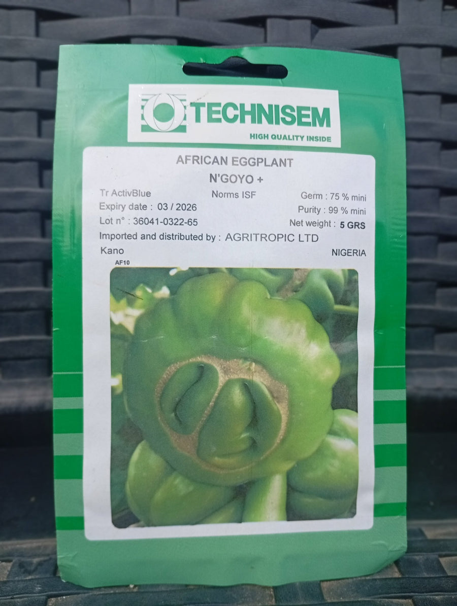 Technisem African Egg Plant Djamba - Savvy Gardens Centre