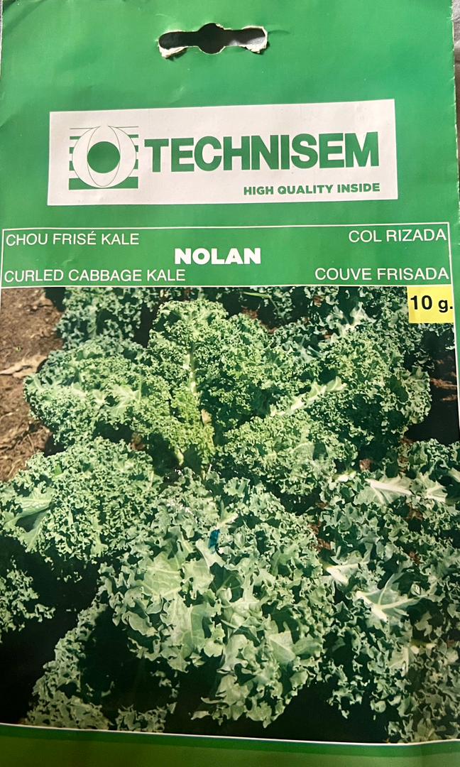 Technisem Curled Cabbage Kale Nolan - Savvy Gardens Centre