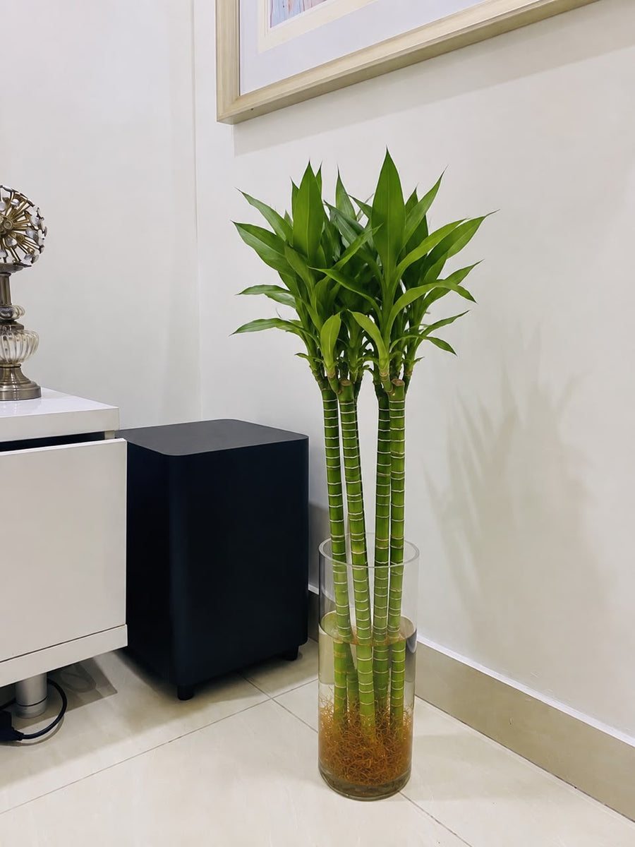Tiger Bamboo 60cm - Savvy Gardens Centre