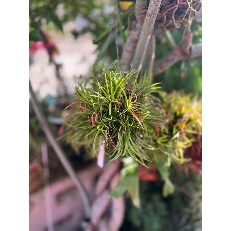 Tillandsia (Air Plant) - Savvy Gardens Centre