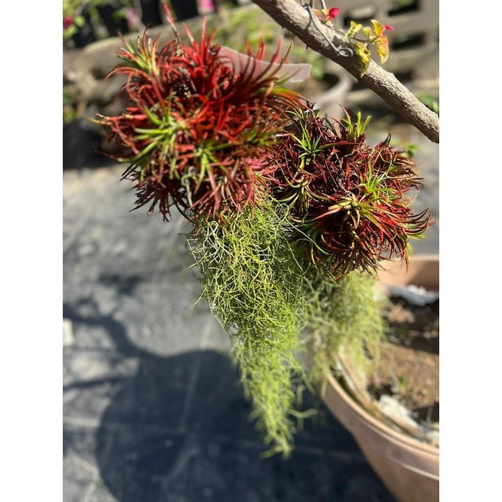 Tillandsia (Air Plant) - Savvy Gardens Centre