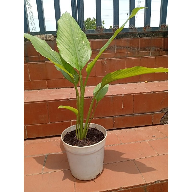 Turmeric (Curcuma longa) - Savvy Gardens Centre