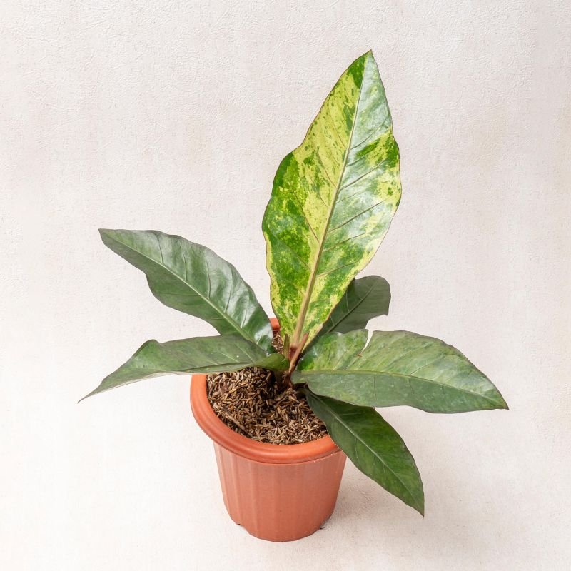 Variageted Anthurium Hookeri - Savvy Gardens Centre