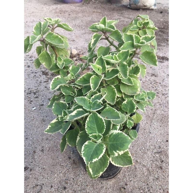 Variegated Cuban Oregano - Savvy Gardens Centre