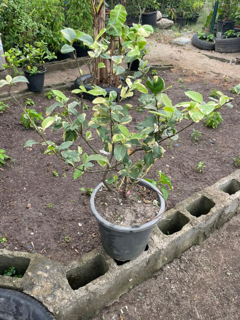 Variegated Indian Lemon (Mature) - Savvy Gardens Centre