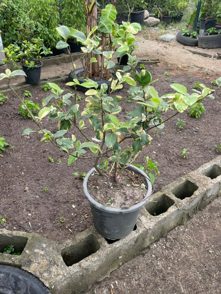 Variegated Indian Lemon (Mature) - Savvy Gardens Centre